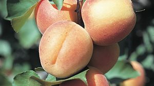 Detail Apricot Fruits Images Nomer 43