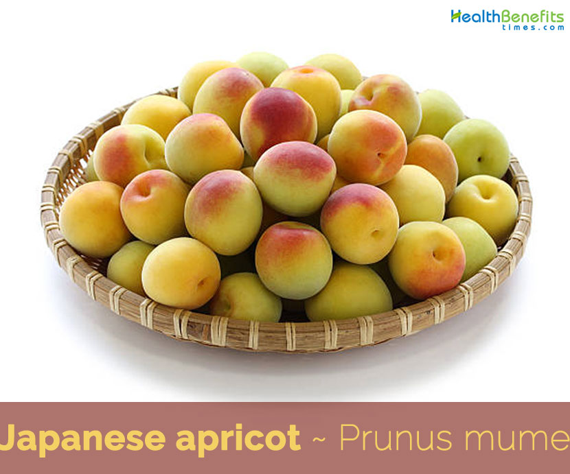 Detail Apricot Fruits Images Nomer 46