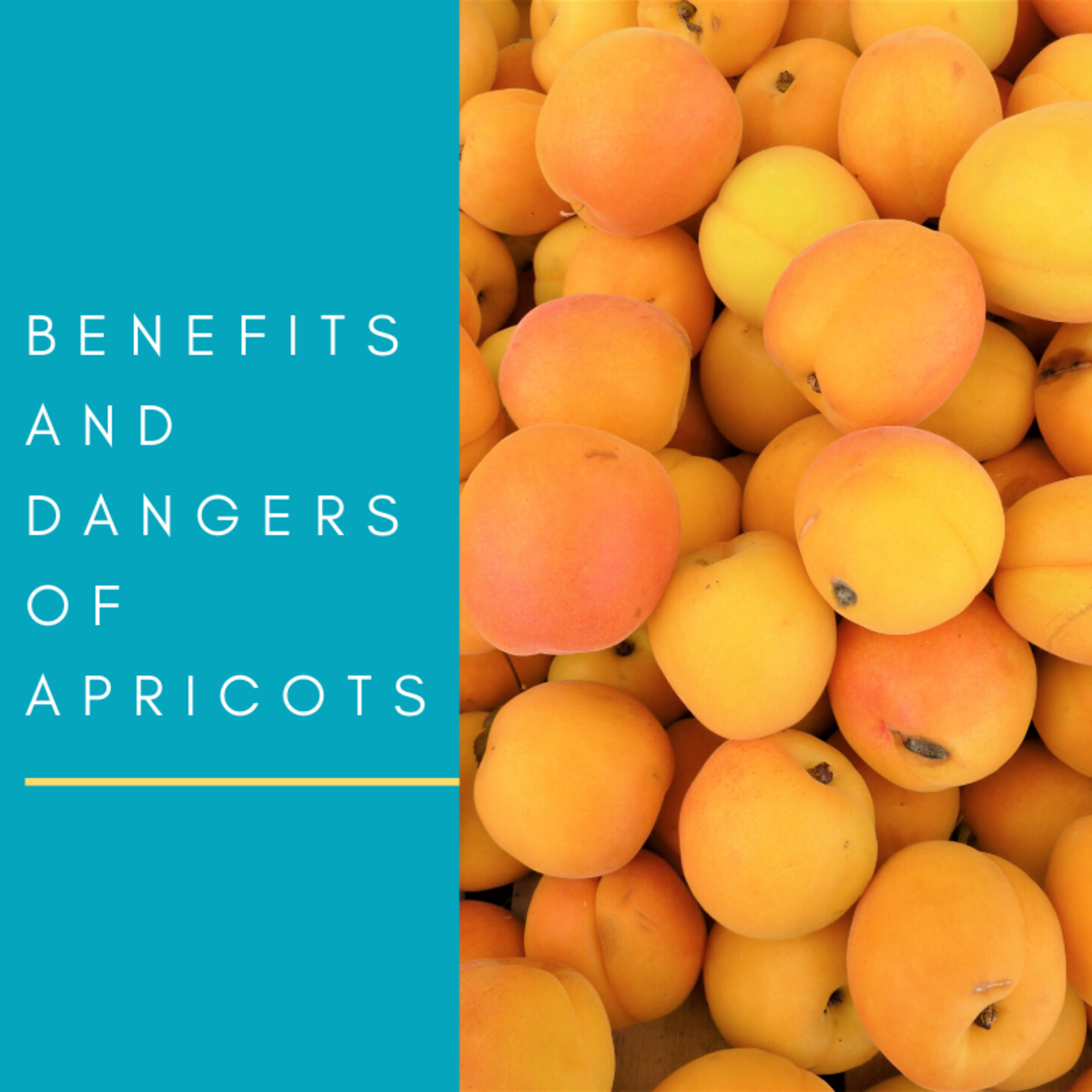 Detail Apricot Fruits Images Nomer 6