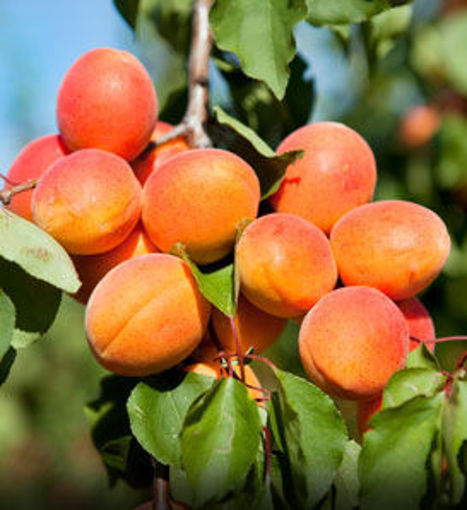 Detail Apricot Image Nomer 21