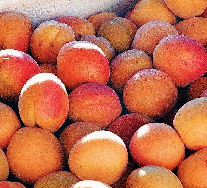 Detail Apricot Image Nomer 4