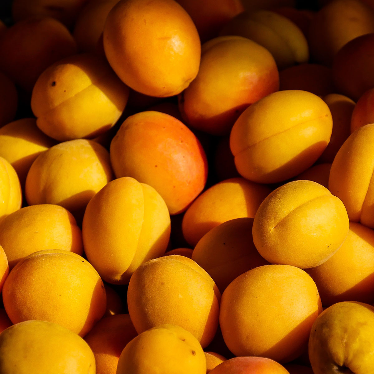Detail Apricot Image Nomer 44