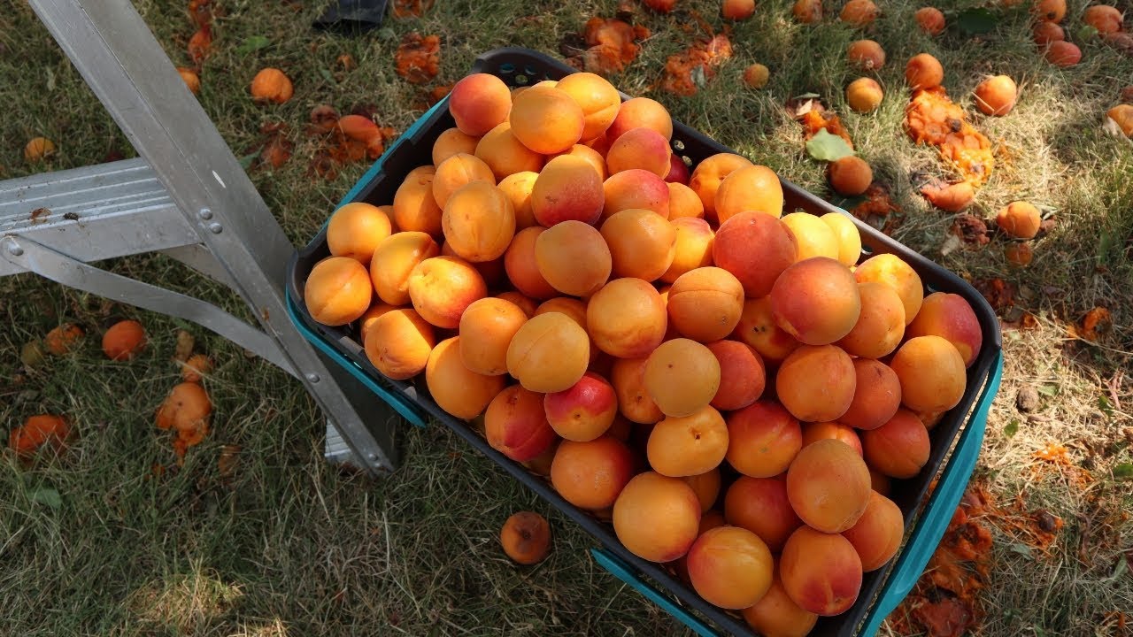 Detail Apricot Image Nomer 54