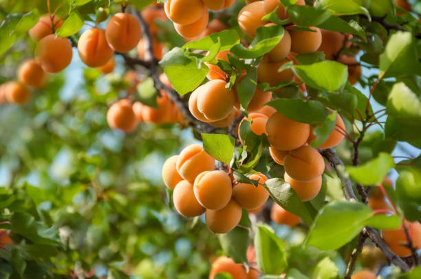 Detail Apricot Image Nomer 9