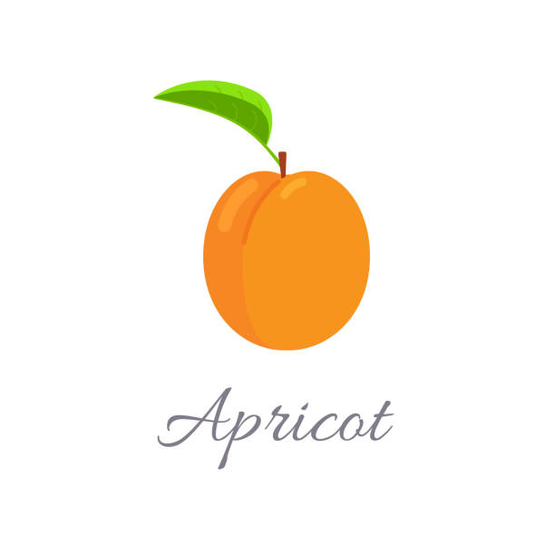 Detail Apricot Images Nomer 49