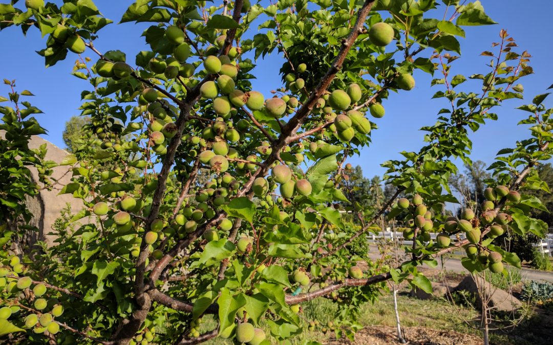 Detail Apricot Images Fruit Nomer 50