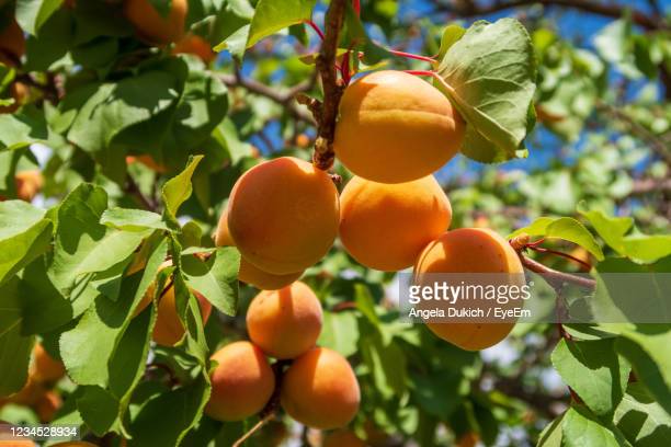 Detail Apricot Images Fruit Nomer 52