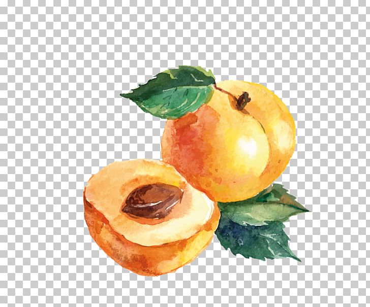Detail Apricot Png Nomer 36