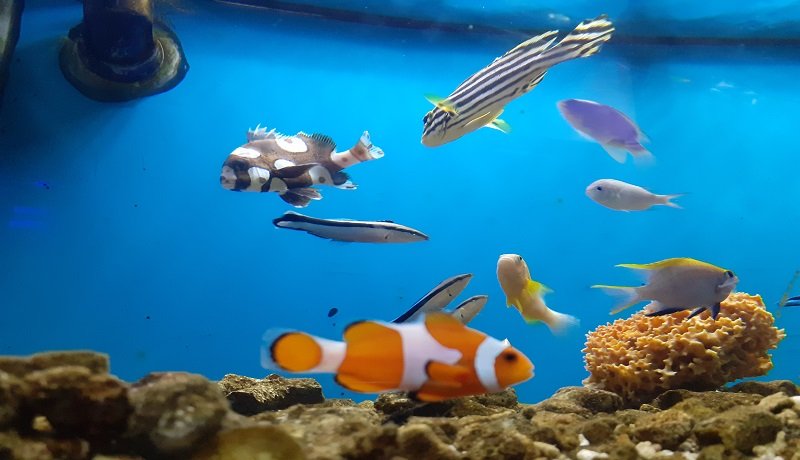 Detail Aquarium Air Laut Nemo Nomer 2