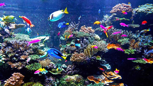 Detail Aquarium Air Laut Nemo Nomer 13