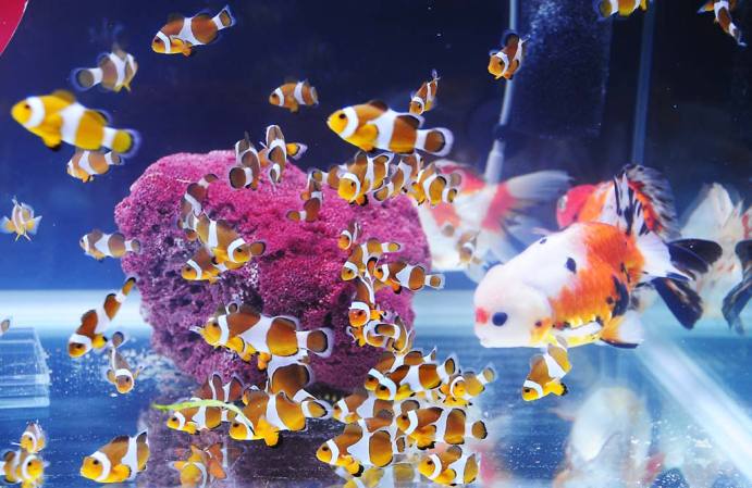 Detail Aquarium Air Laut Nemo Nomer 14