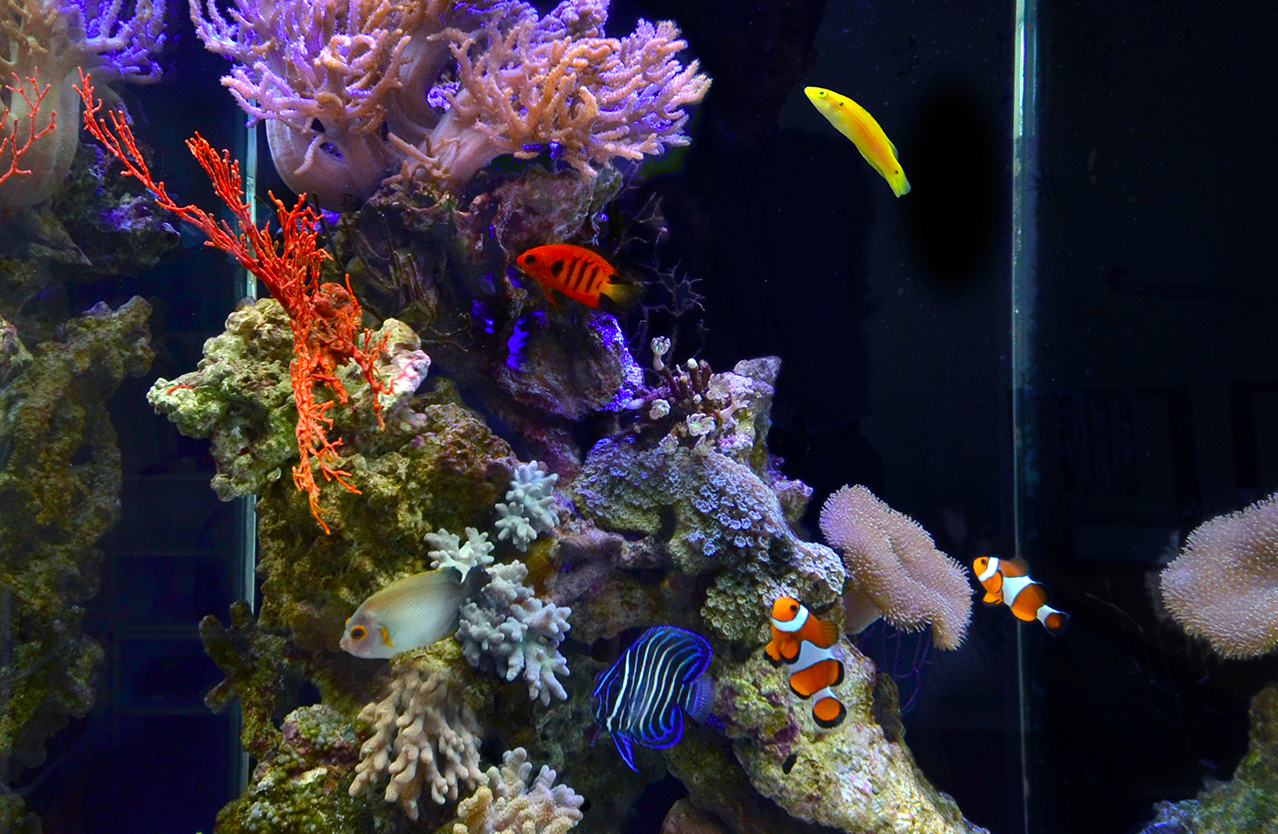 Detail Aquarium Air Laut Nemo Nomer 16