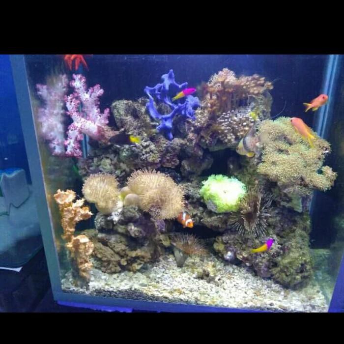 Detail Aquarium Air Laut Nemo Nomer 21