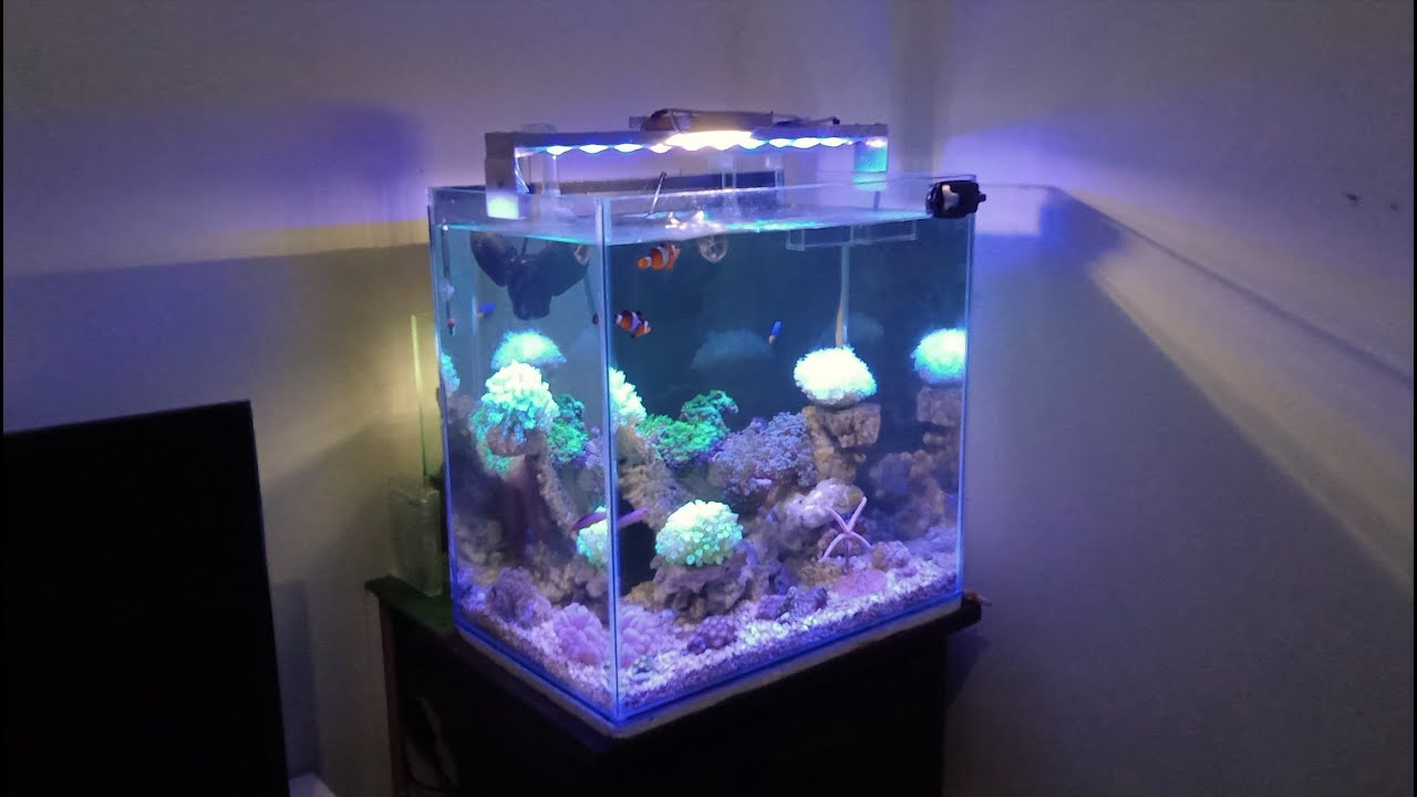 Download Aquarium Air Laut Nemo Nomer 24