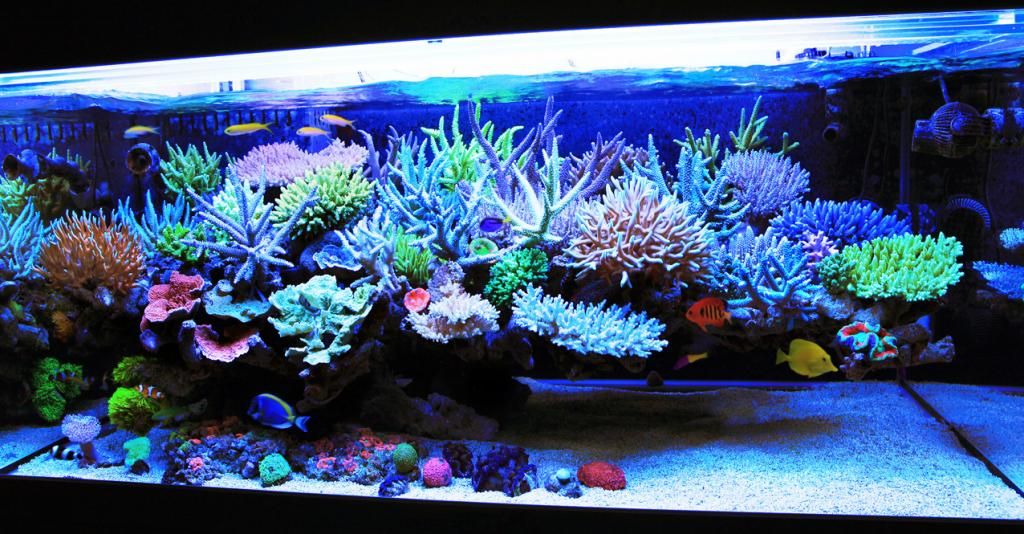 Detail Aquarium Air Laut Nemo Nomer 29