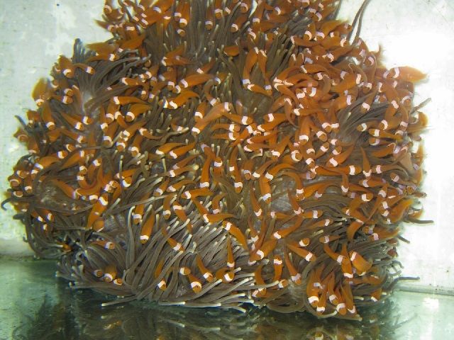 Detail Aquarium Air Laut Nemo Nomer 35