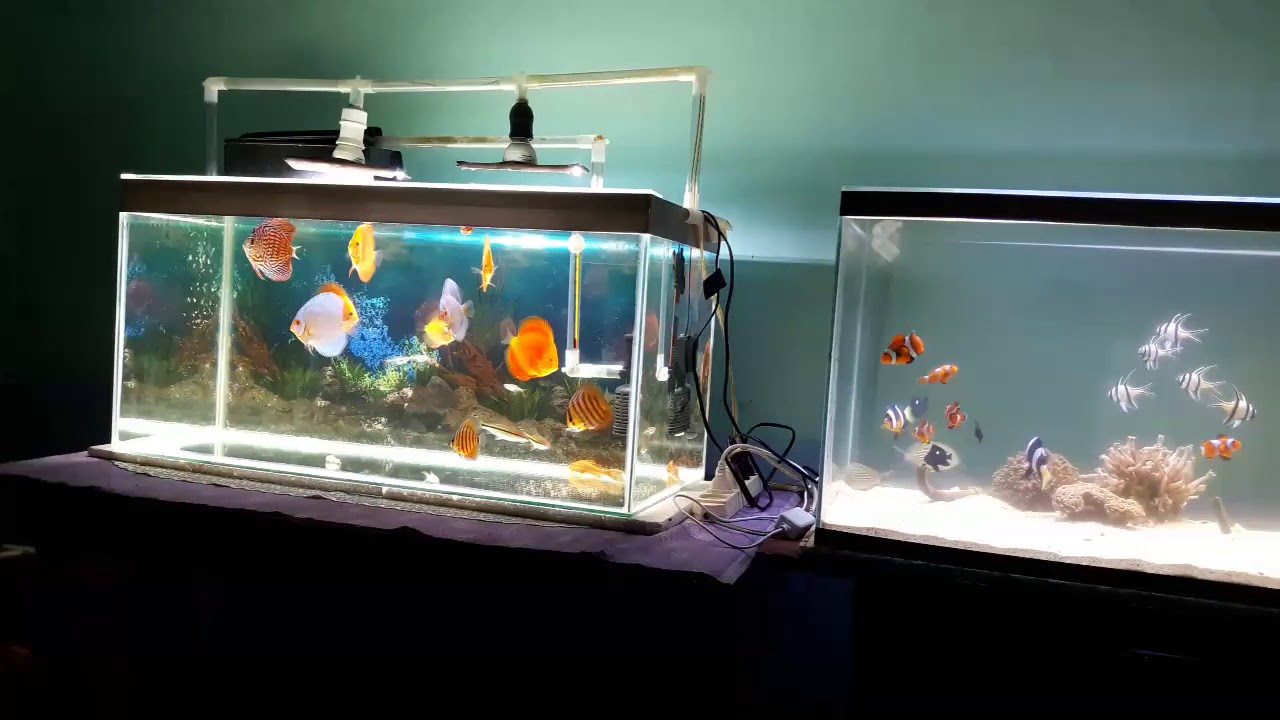 Detail Aquarium Air Laut Nemo Nomer 36