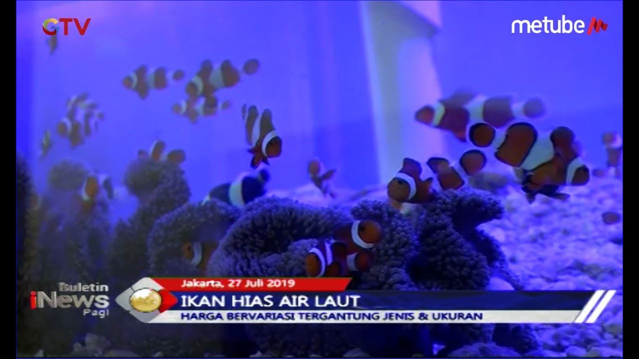 Detail Aquarium Air Laut Nemo Nomer 37