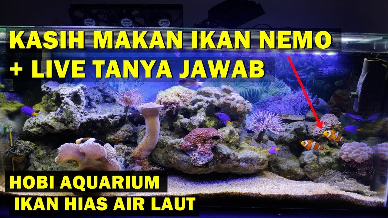 Download Aquarium Air Laut Nemo Nomer 38