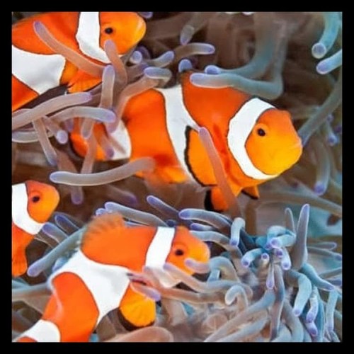 Detail Aquarium Air Laut Nemo Nomer 40