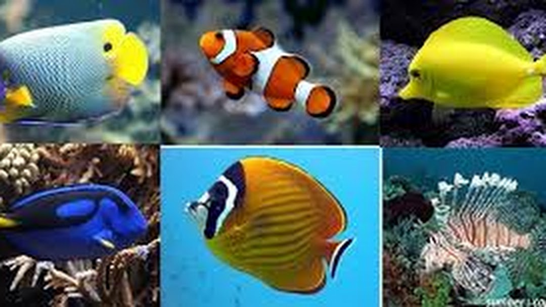 Detail Aquarium Air Laut Nemo Nomer 42