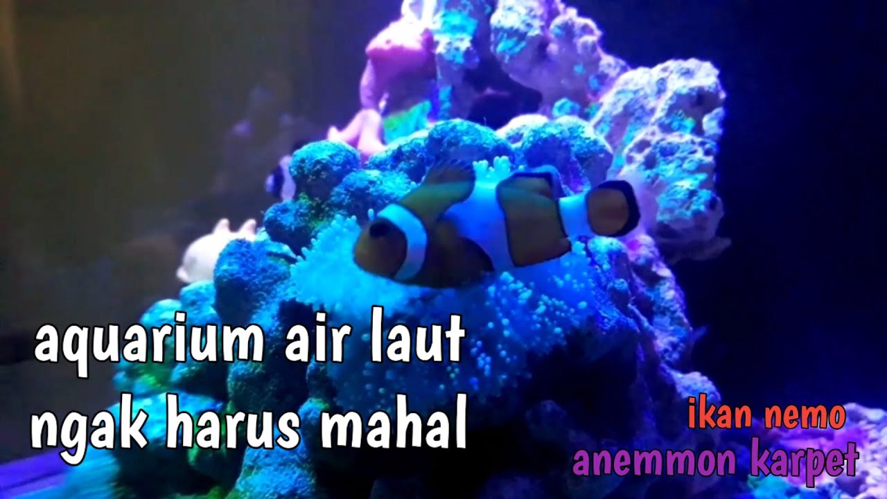 Detail Aquarium Air Laut Nemo Nomer 43