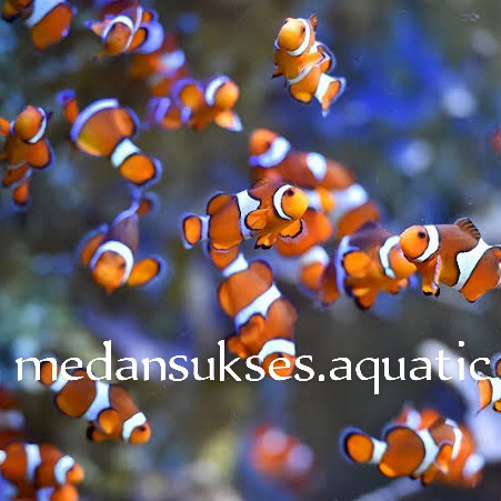 Detail Aquarium Air Laut Nemo Nomer 44