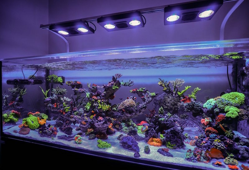 Detail Aquarium Air Laut Nemo Nomer 50