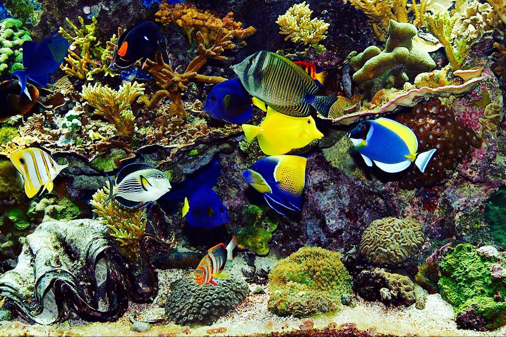 Detail Aquarium Air Laut Nemo Nomer 54