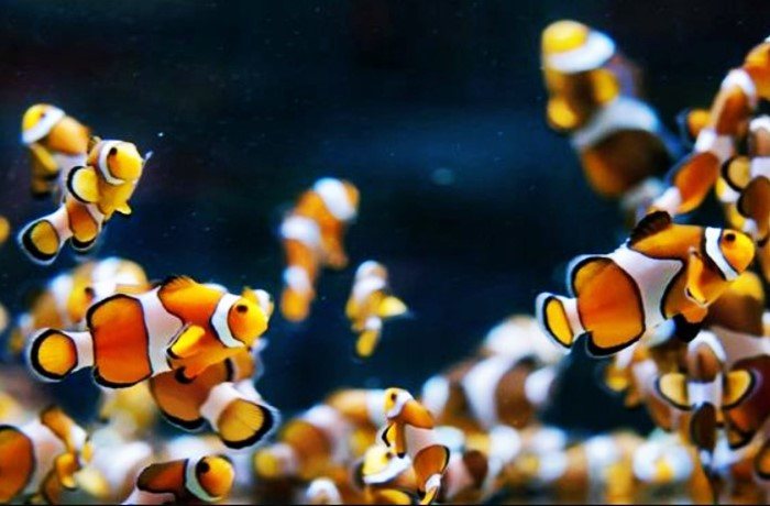 Detail Aquarium Air Laut Nemo Nomer 55