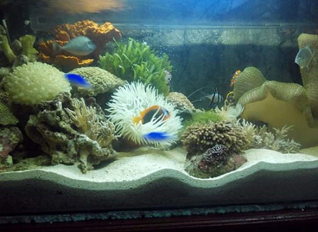 Detail Aquarium Air Laut Nemo Nomer 56