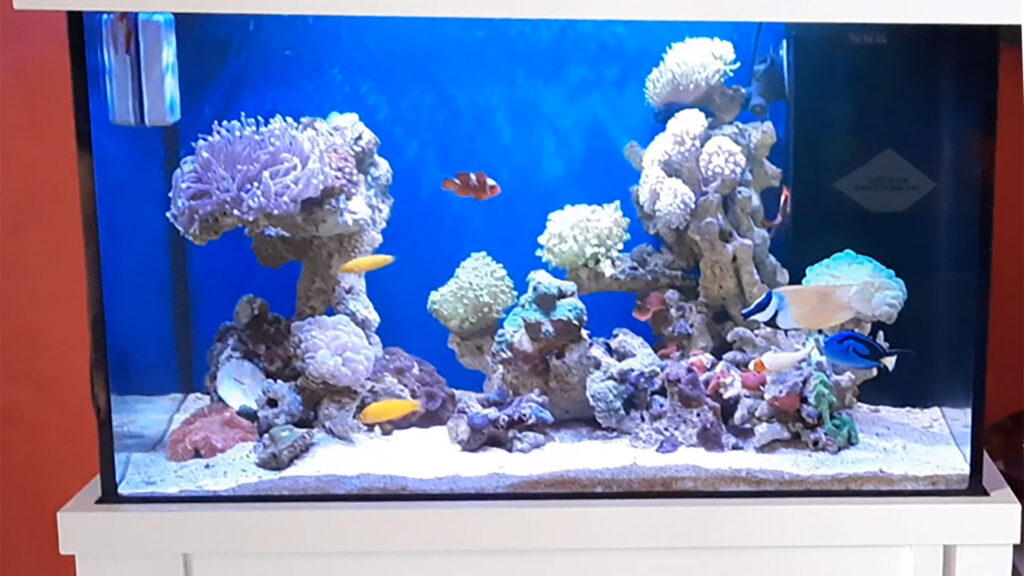 Detail Aquarium Air Laut Nemo Nomer 6