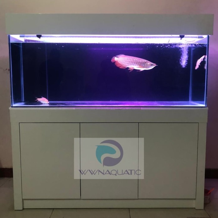 Detail Aquarium Arwana Nomer 18