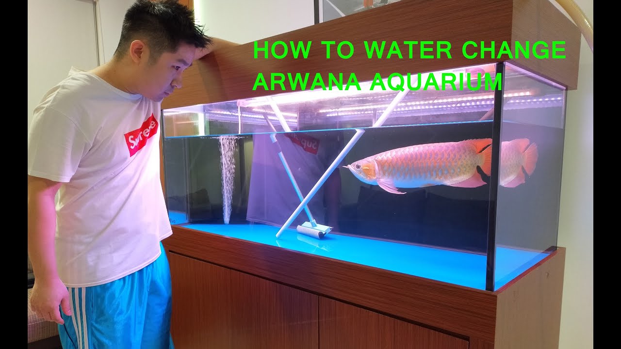 Detail Aquarium Arwana Nomer 33