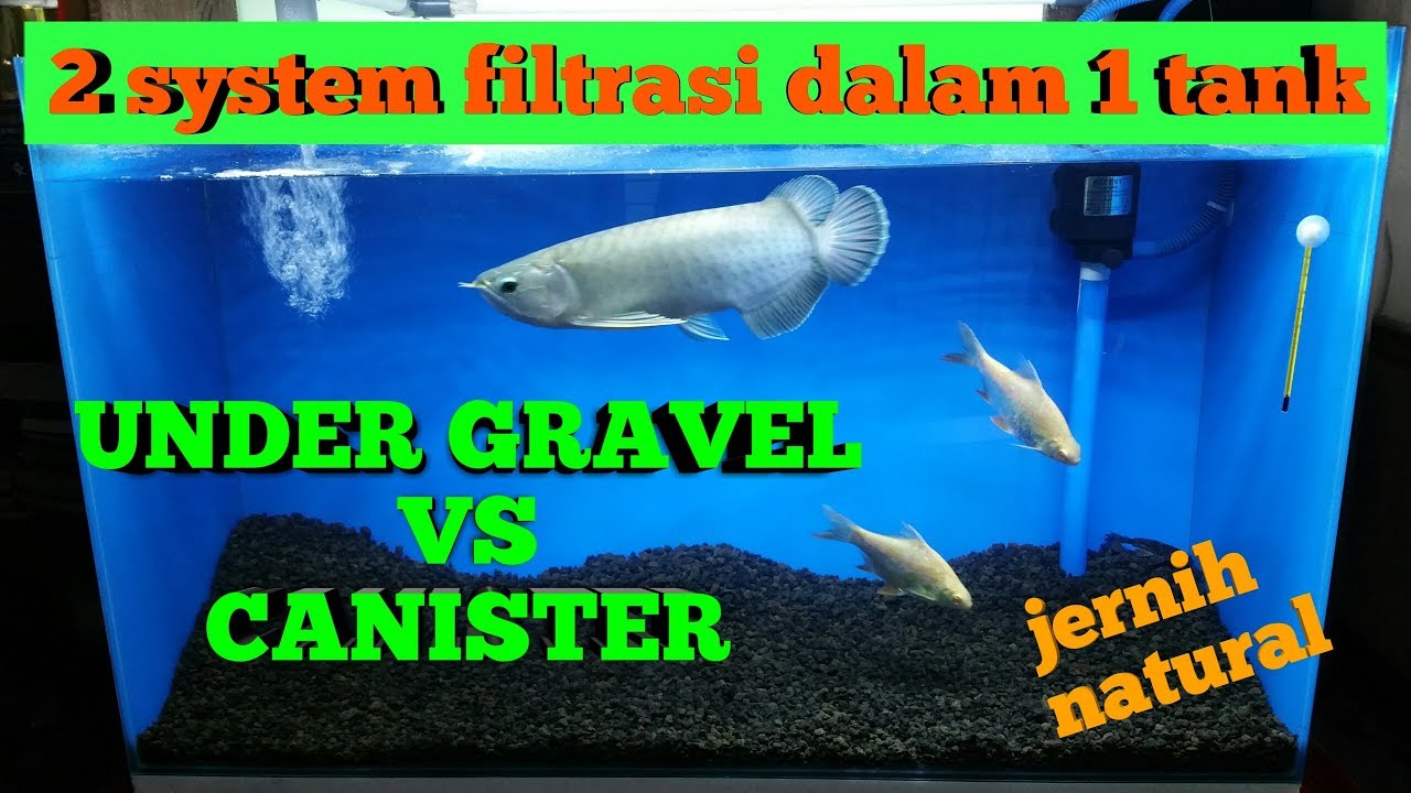 Detail Aquarium Arwana Nomer 50