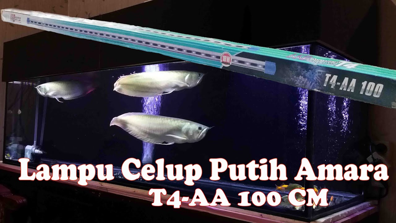 Detail Aquarium Arwana Background Putih Nomer 5