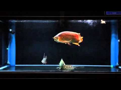 Detail Aquarium Arwana Background Putih Nomer 44