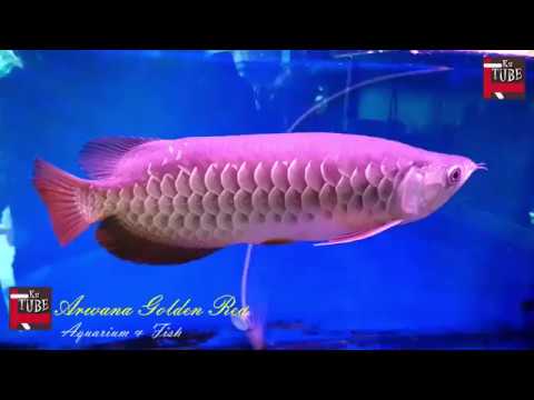 Detail Aquarium Arwana Background Putih Nomer 49