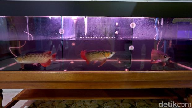Aquarium Arwana Golden Red - KibrisPDR