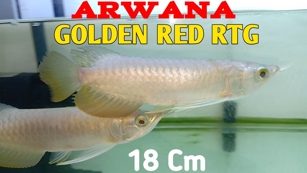 Detail Aquarium Arwana Golden Red Nomer 11