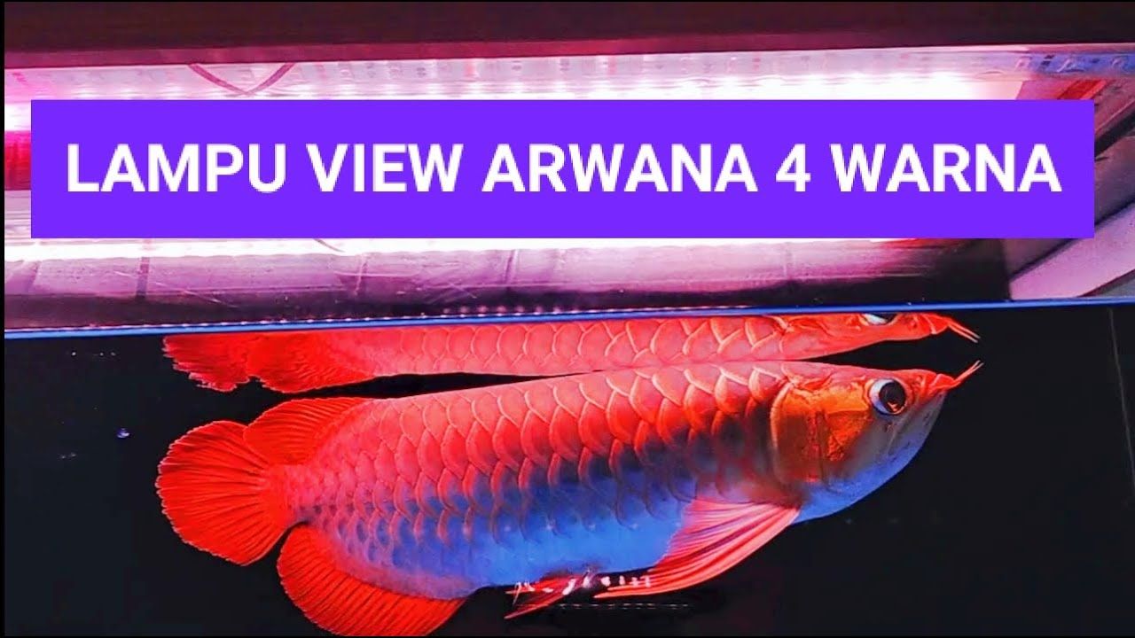 Detail Aquarium Arwana Golden Red Nomer 18