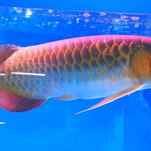 Detail Aquarium Arwana Golden Red Nomer 33