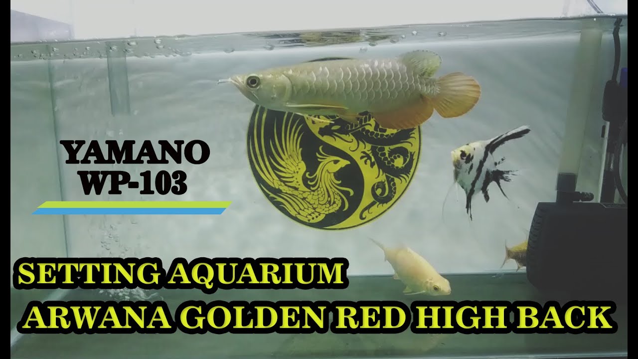 Detail Aquarium Arwana Golden Red Nomer 41