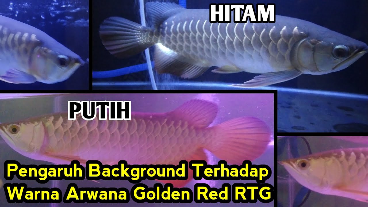 Detail Aquarium Arwana Golden Red Nomer 46