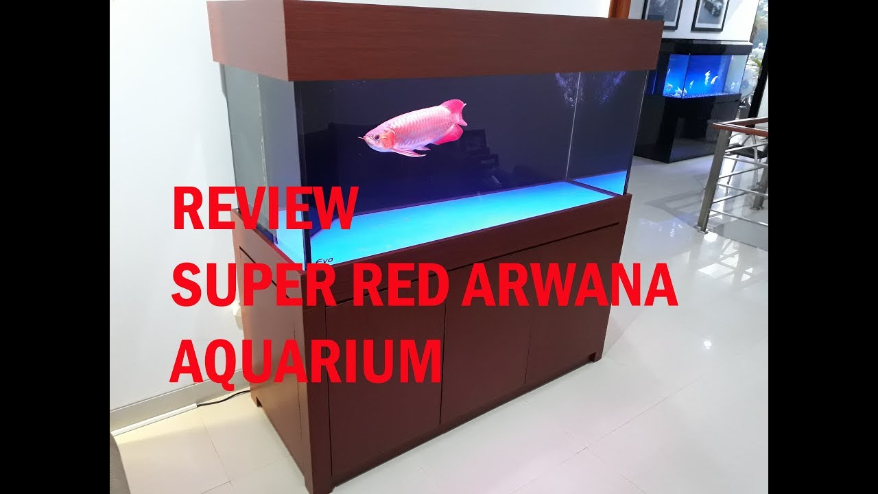 Detail Aquarium Arwana Golden Red Nomer 9