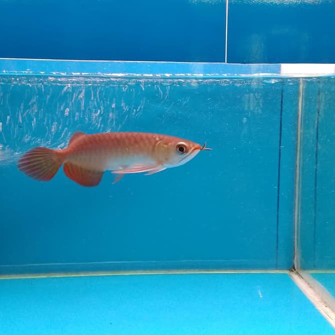 Detail Aquarium Arwana Super Red Nomer 25