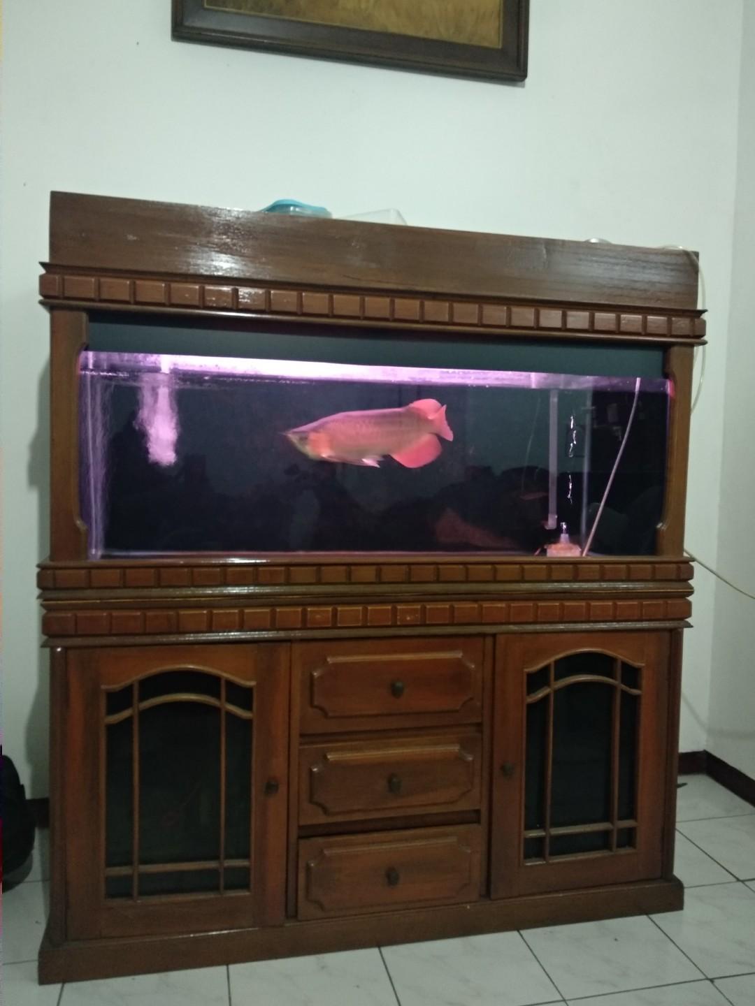 Detail Aquarium Arwana Super Red Nomer 29