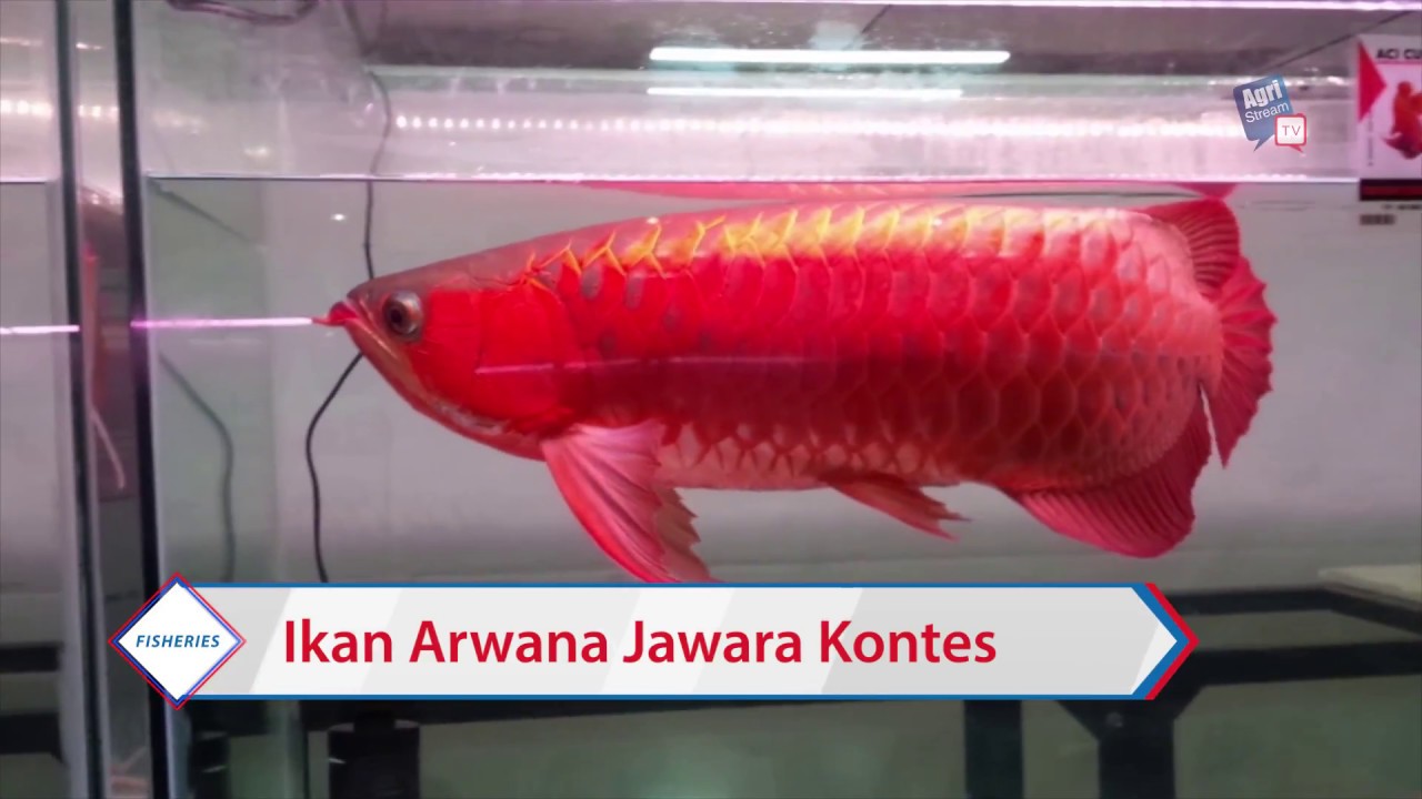 Detail Aquarium Arwana Super Red Nomer 33