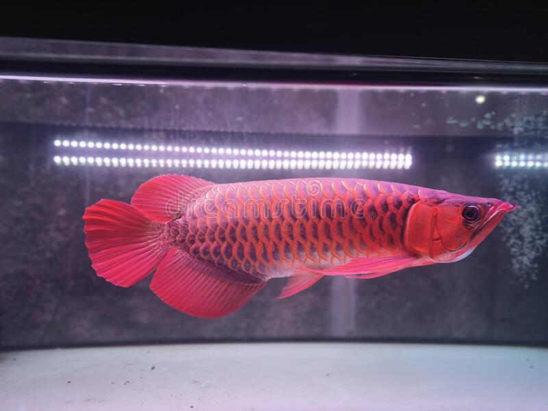 Detail Aquarium Arwana Super Red Nomer 40