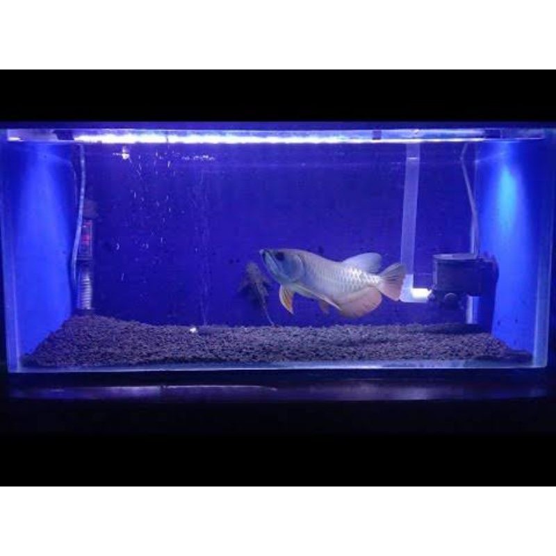 Detail Aquarium Background Biru Nomer 21